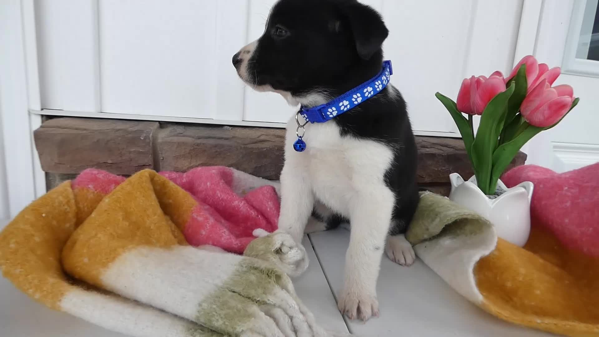 Border Collie dogs for sale: Border Collie Puppy 6 Marcy - Video 1
