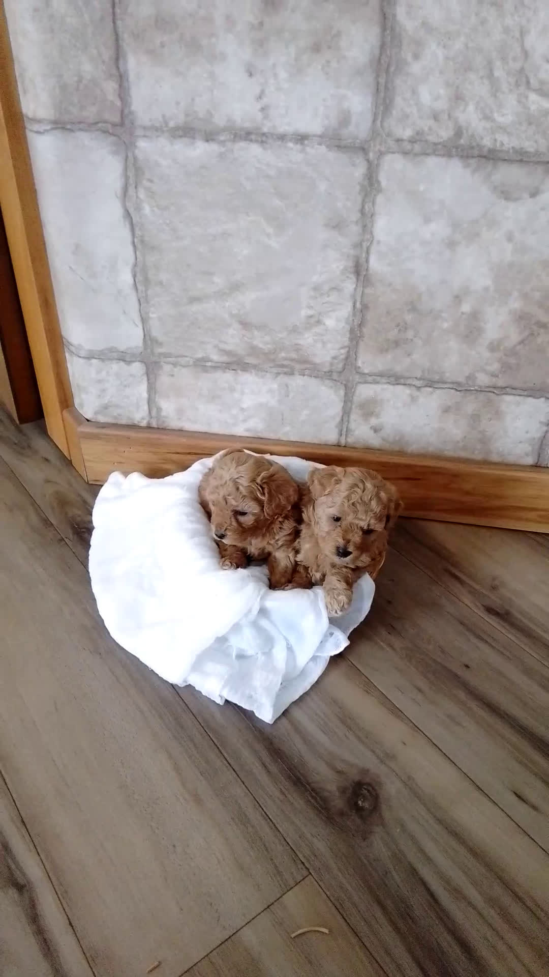 Toy Poodle dogs for sale: Basil - House Raised - Video 1