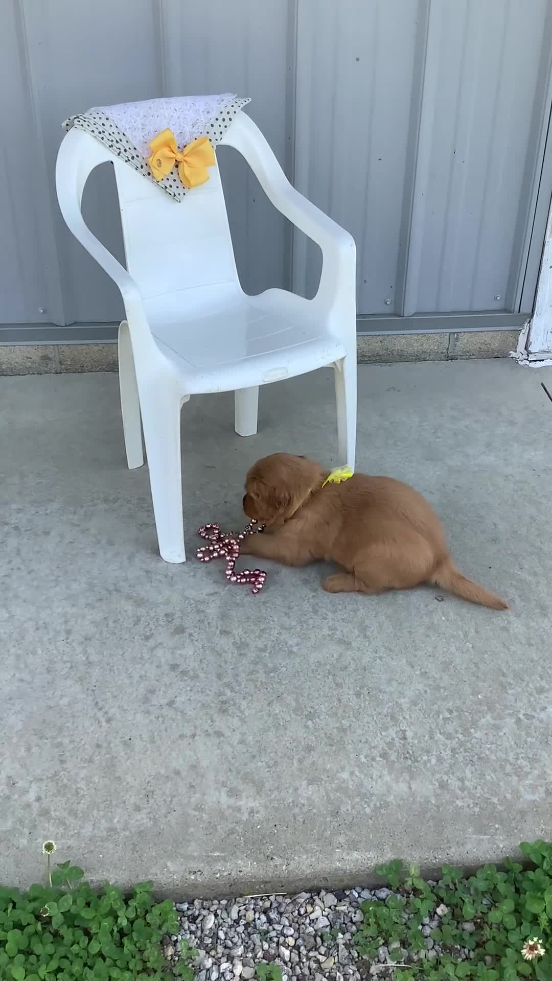 Golden Retriever dogs for sale: Golden Retriever -  Manny - Video 1