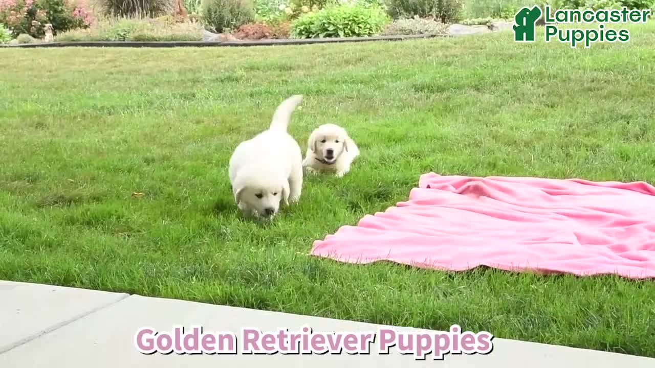 Golden Retriever dogs for sale: Barry - Video 1