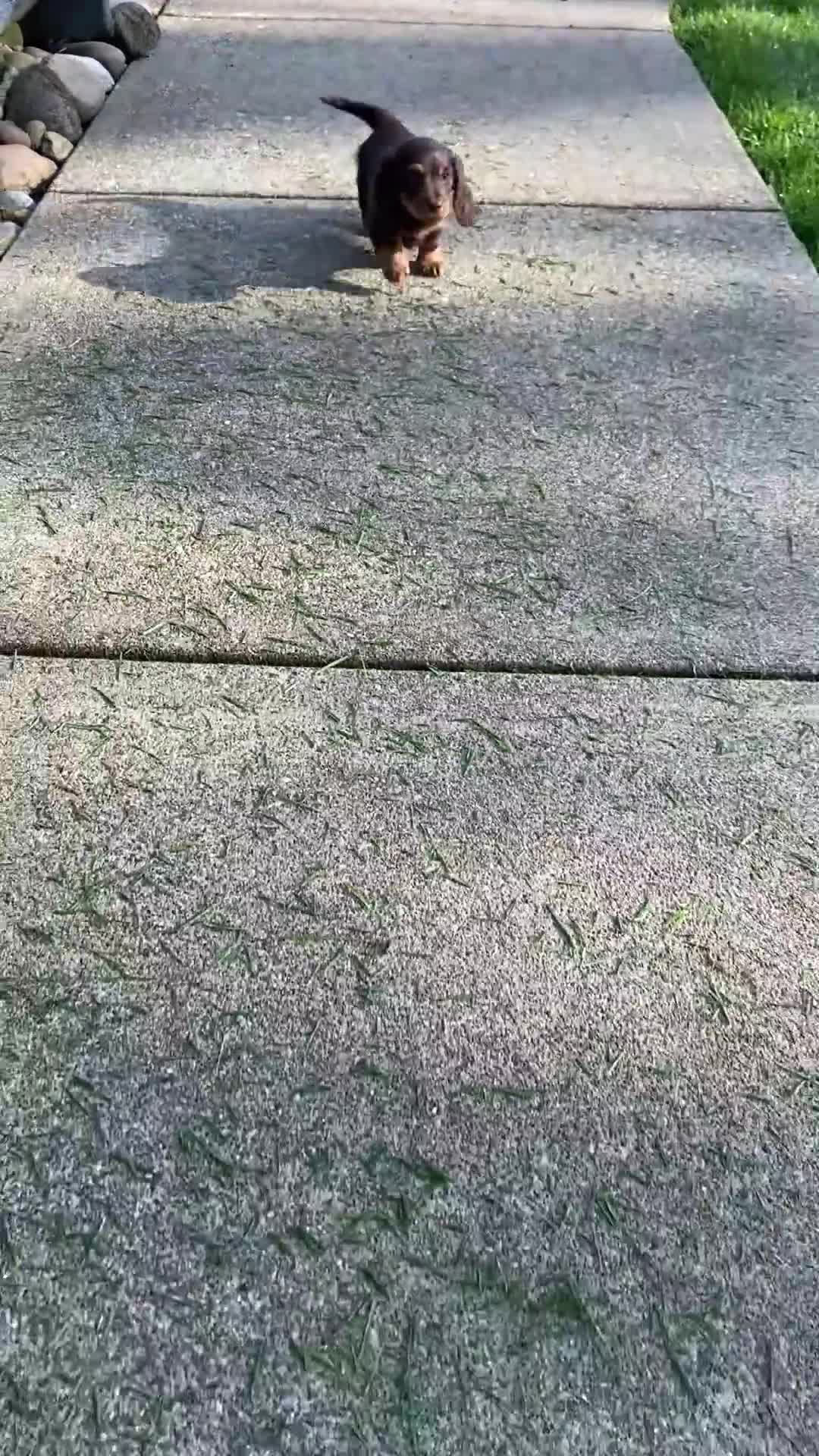 Miniature Dachshund dogs for sale: Sadie - Video 1