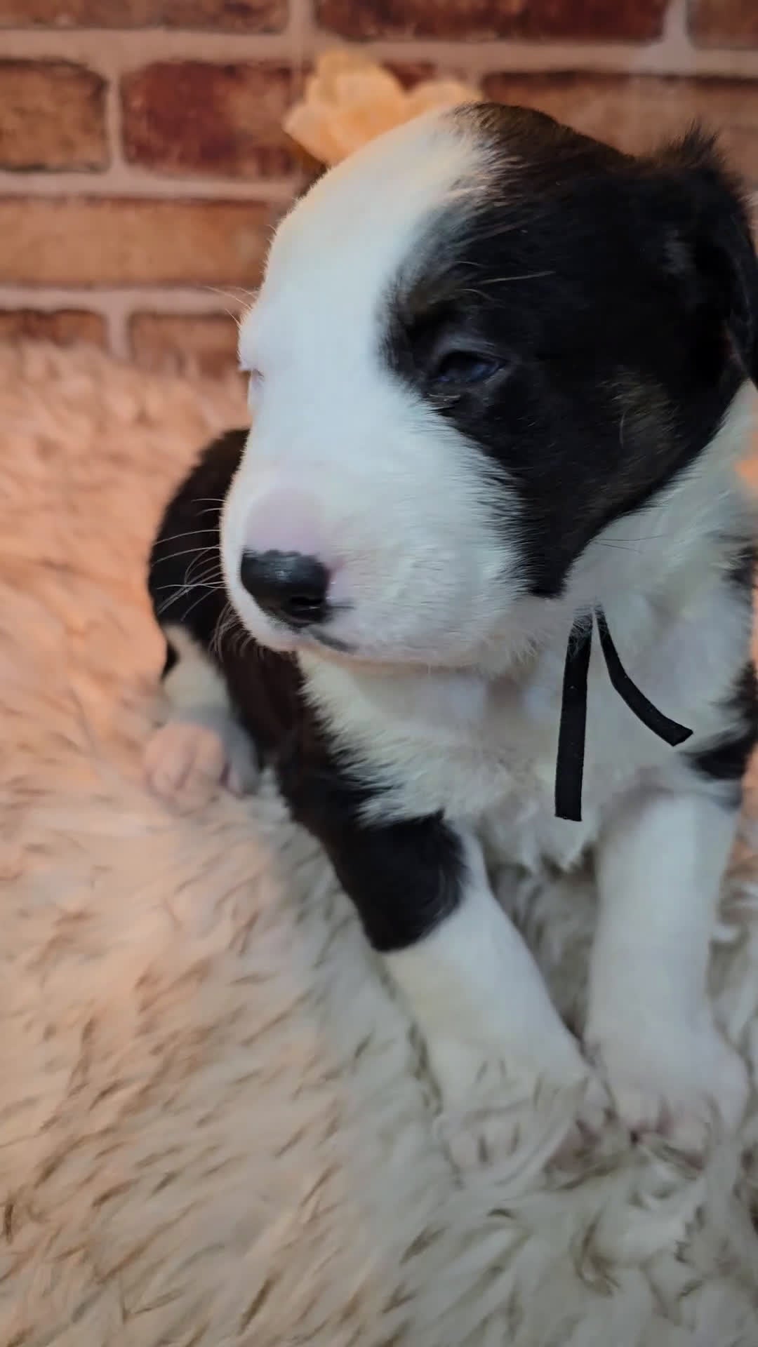 Mixed Breed dogs for sale: Milo - Video 2