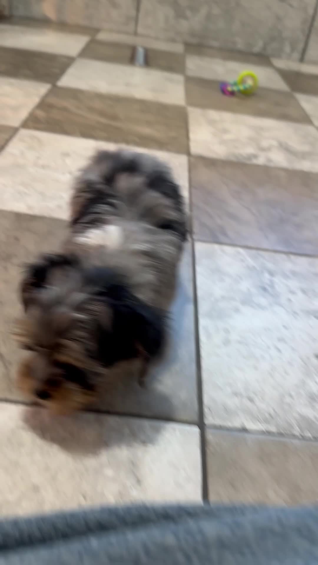 Yorkiepoo dogs for sale: Austin - Video 1
