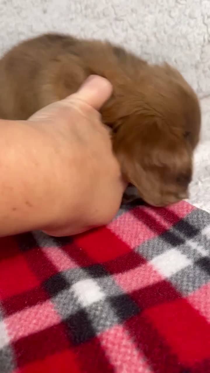 Dachshund dogs for sale: Elise - Video 2