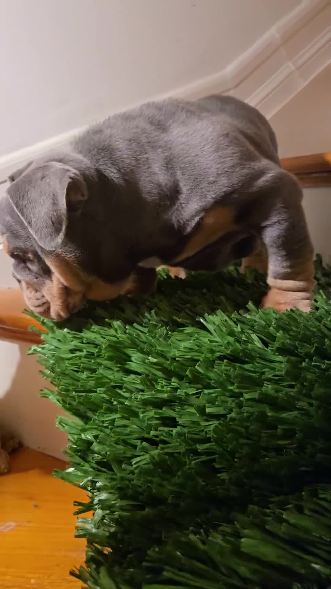 English Bulldog dogs for sale: English Bulldog Puppy 1 - Video 2