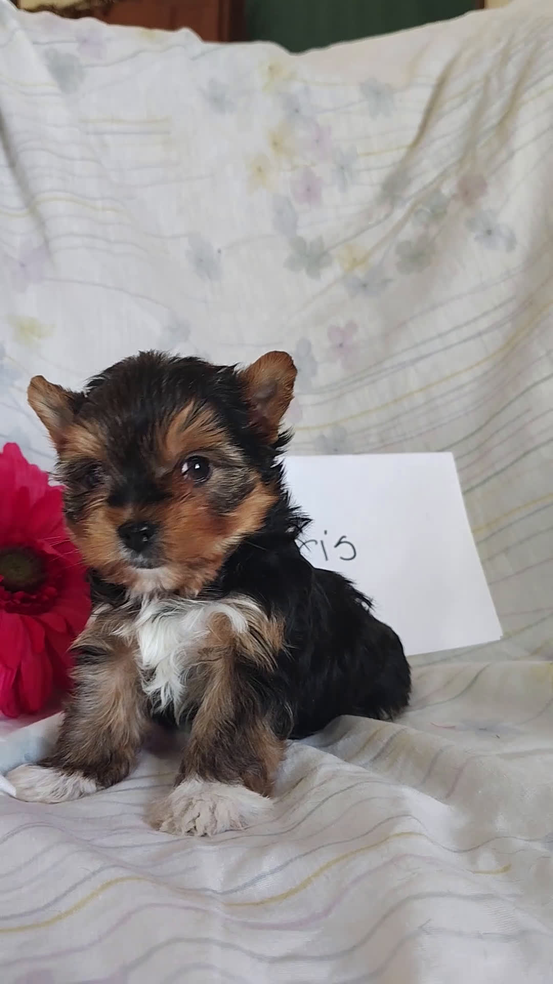 Yorkshire Terrier dogs for sale: Paris - Video 1