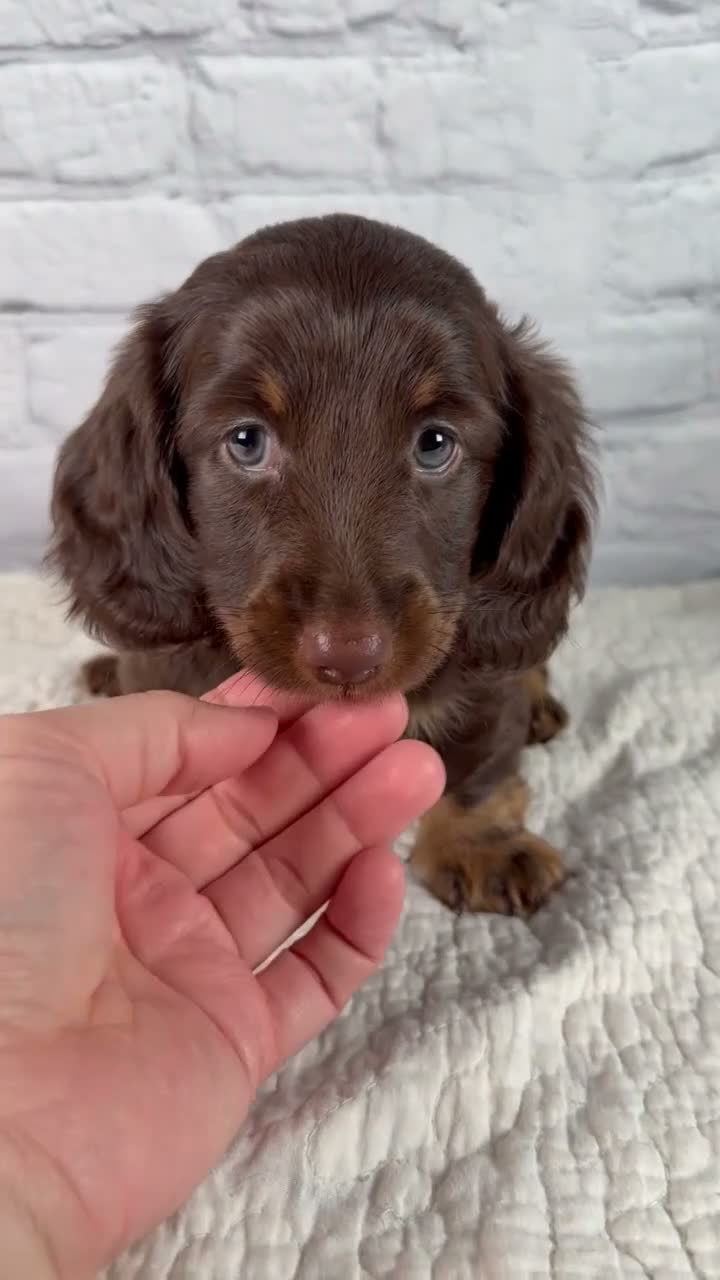 Miniature Dachshund dogs for sale: Forest - Video 1