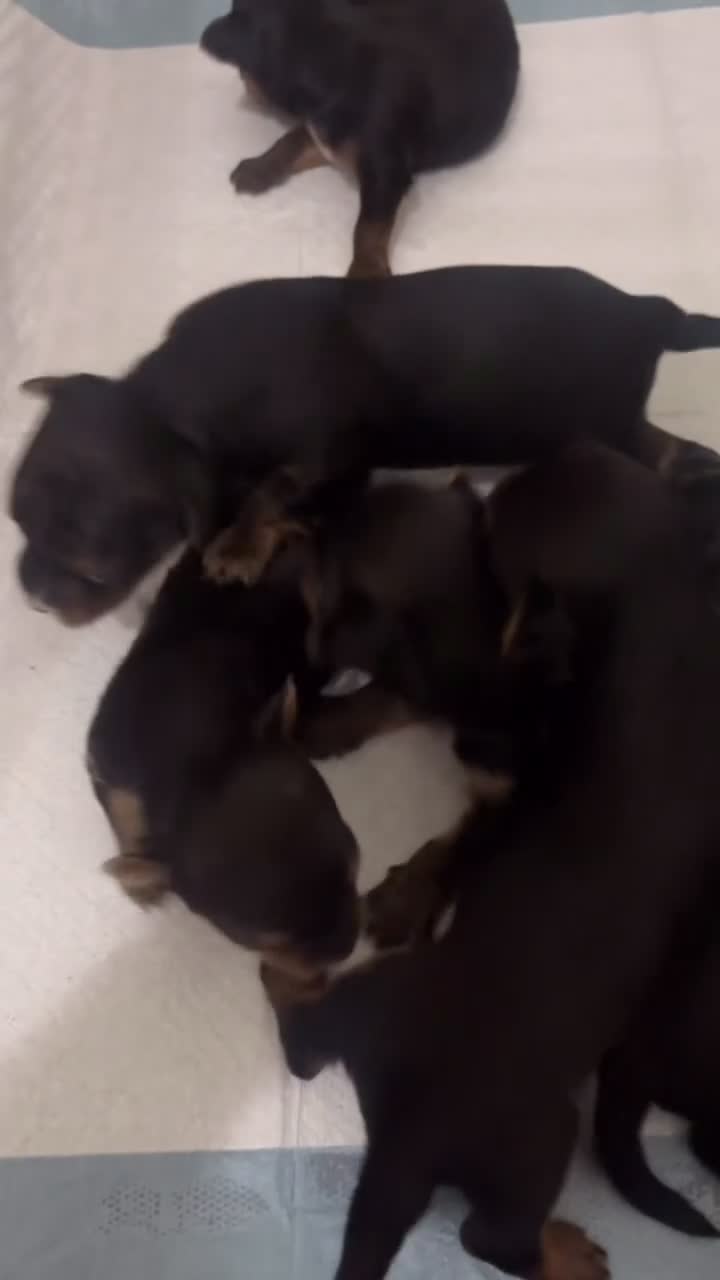 Yorkshire Terrier dogs for sale: Yorkshire Terrier 5 - Video 1