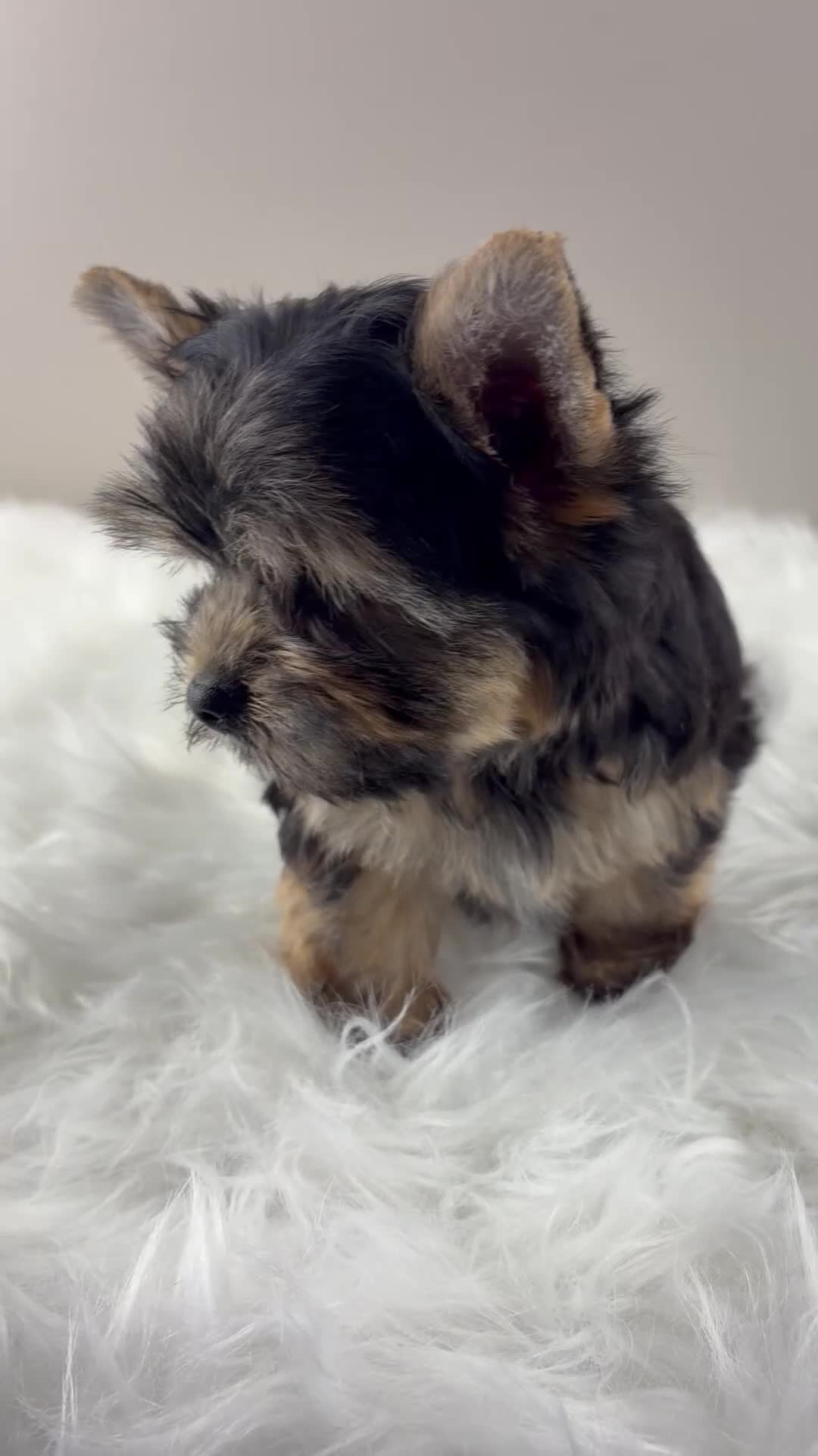 Yorkshire Terrier dogs for sale: AJ - Video 2
