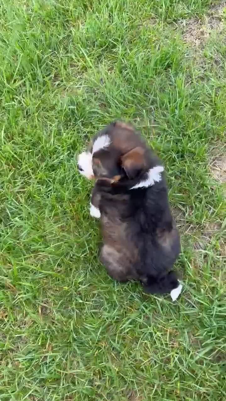 Mini Bernedoodle dogs for sale: Mini Blossom - Video 1