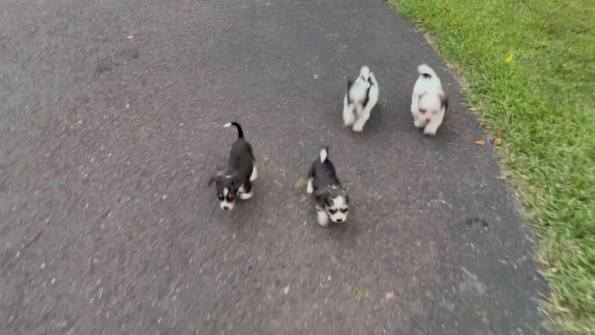 Mixed Breed dogs for sale: Mixed Breed 2 - Video 1