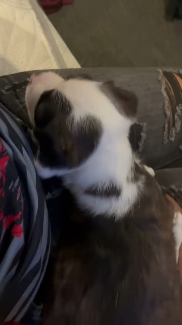 Mixed Breed dogs for sale: Mixed Breed 1 - Video 1