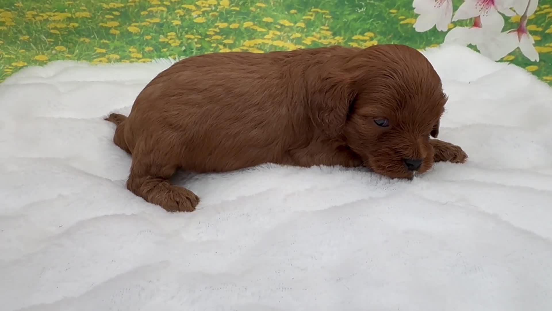 Cavapoo dogs for sale: TOY Rusty  - Video 1