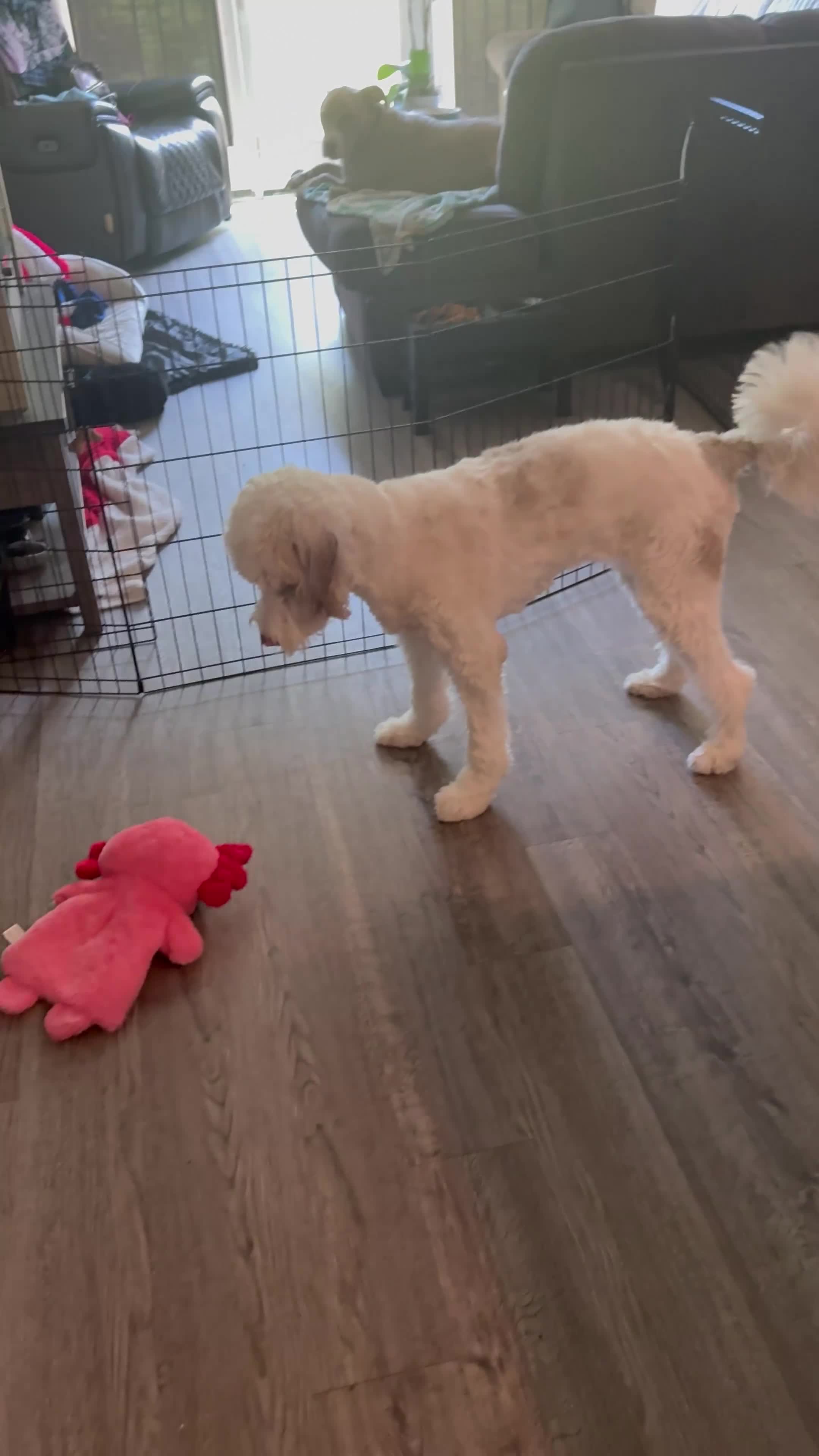 Aussiedoodle dogs for sale: Eula 🩵 - Video 1