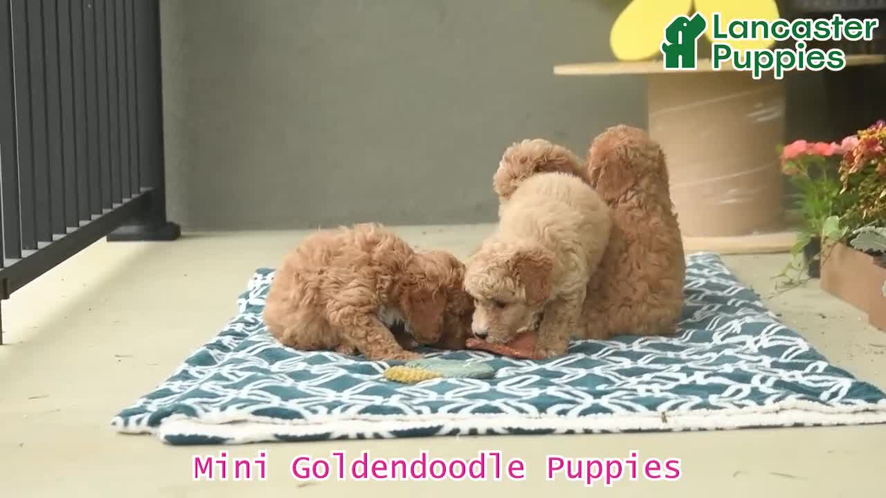 Mini Goldendoodle dogs for sale: Sunny  - Video 1