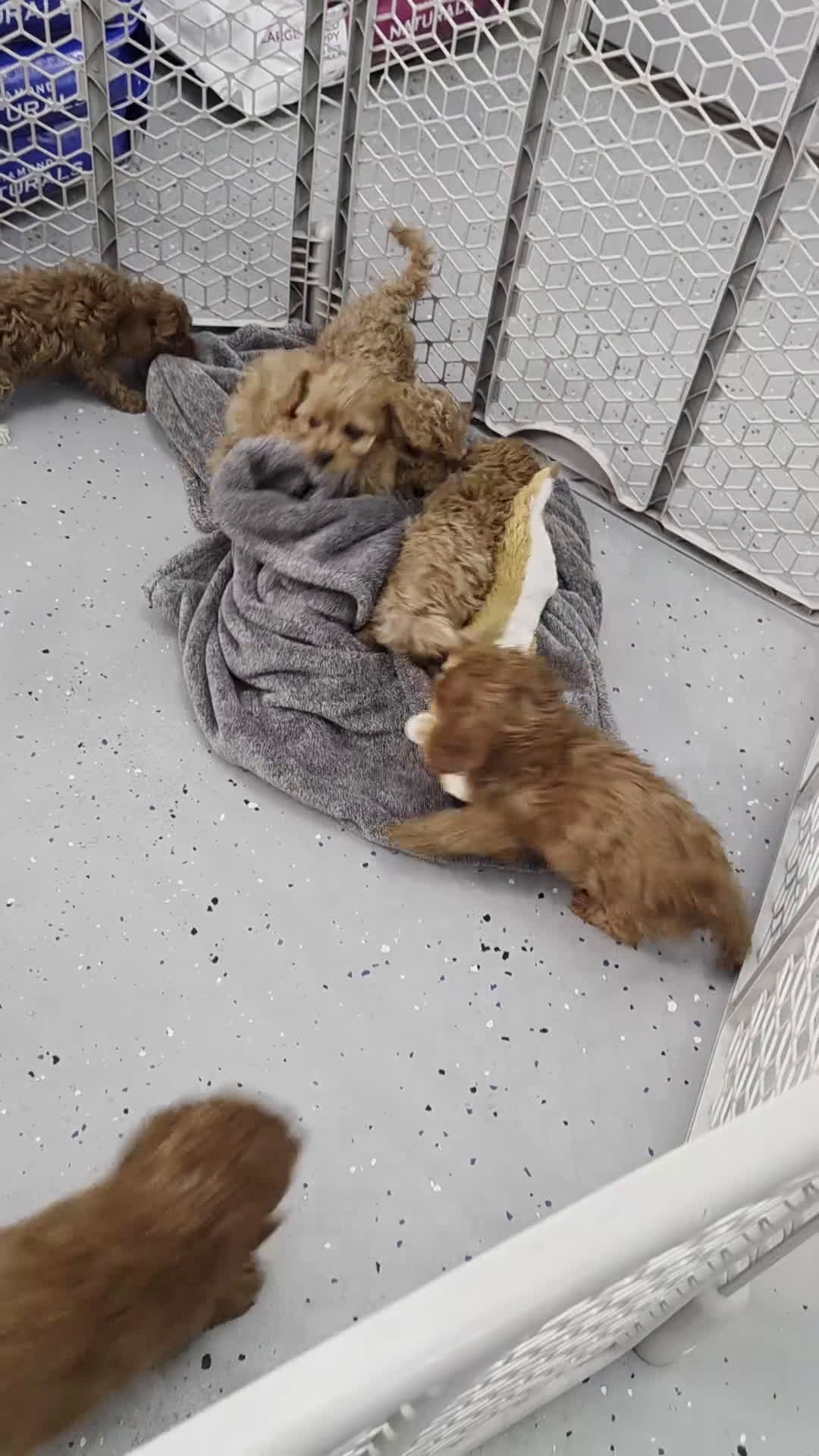 Cavapoo dogs for sale: Milo - Video 1