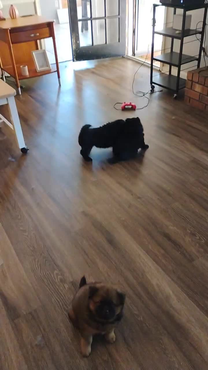 Chow Chow dogs for sale: Midnite & smoke  - Video 2