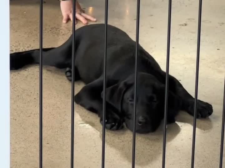 Labrador Retriever dogs for sale: Labrador Retriever 1 - Video 1