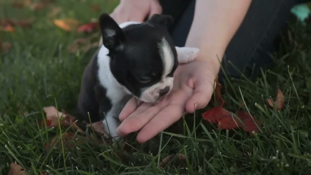 Boston Terrier dogs for sale: Carol Boston Terrier  - Video 4