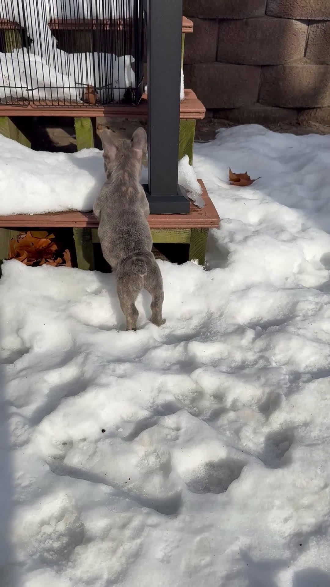 French Bulldog dogs for sale: French Bulldog Puppy 1 - Video 1