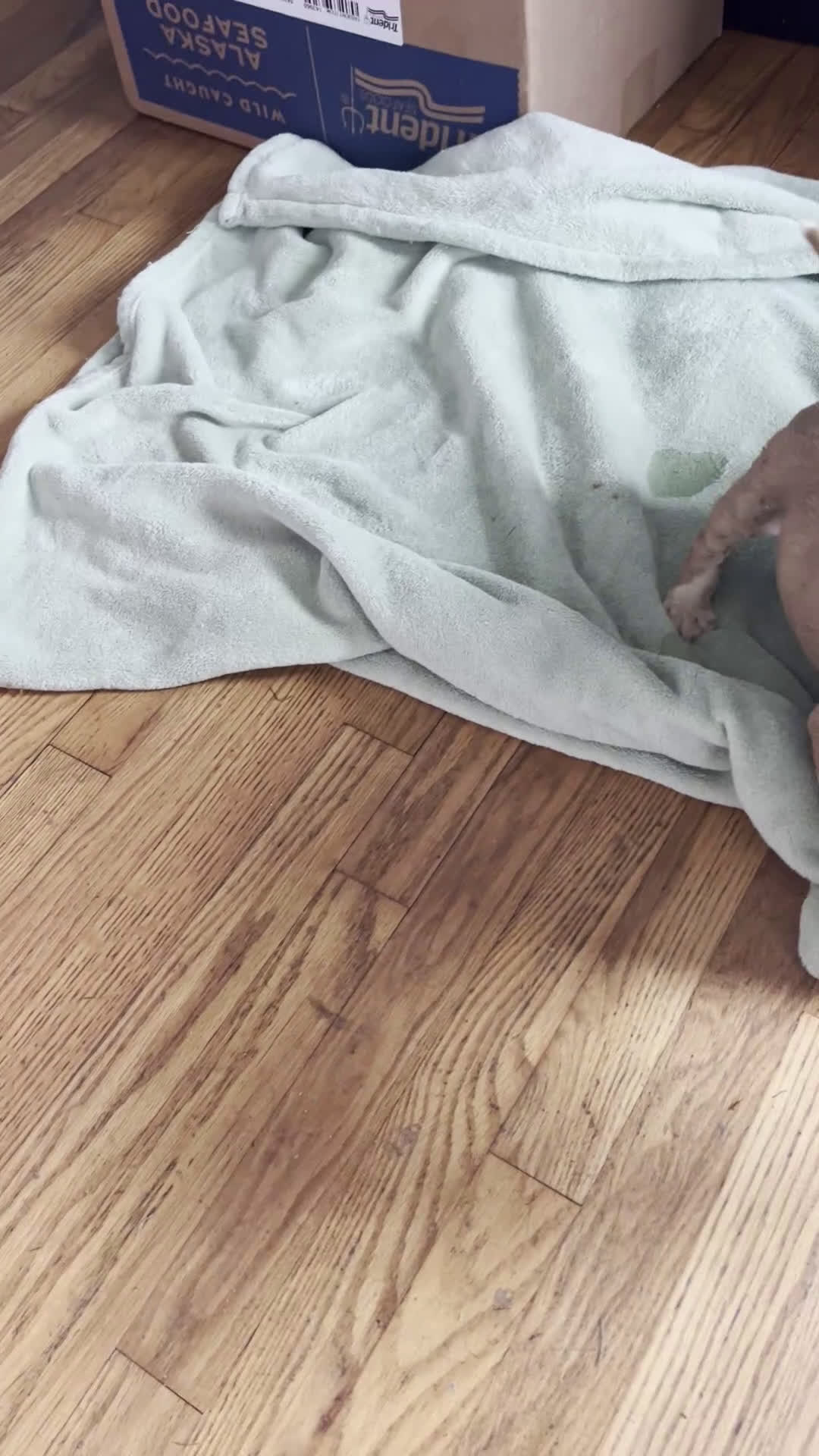 Mixed Breed dogs for sale: Checkers - Video 1