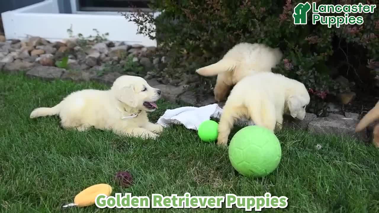 Golden Retriever dogs for sale: Tonya - Video 1