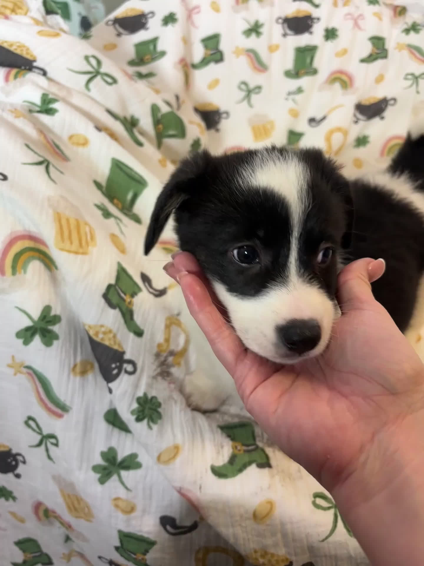 American Corgi dogs for sale: Bella  - Video 1