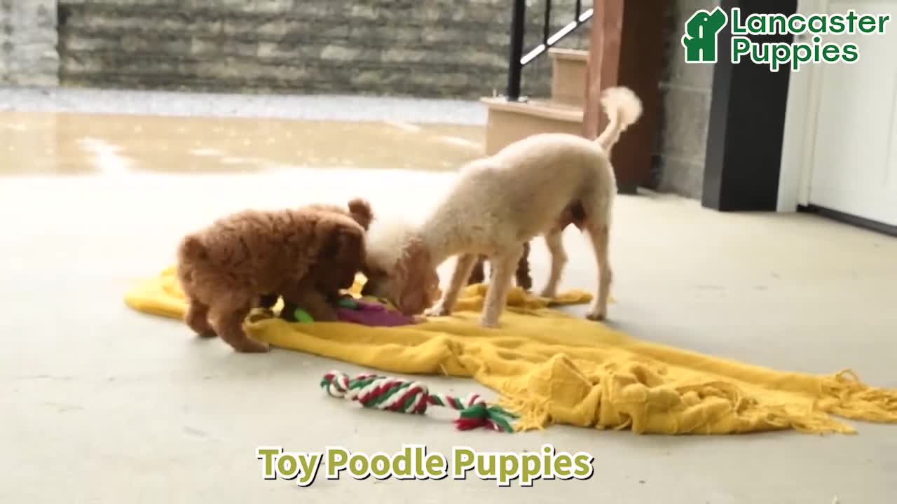 Toy Poodle dogs for sale: Nala - Video 1