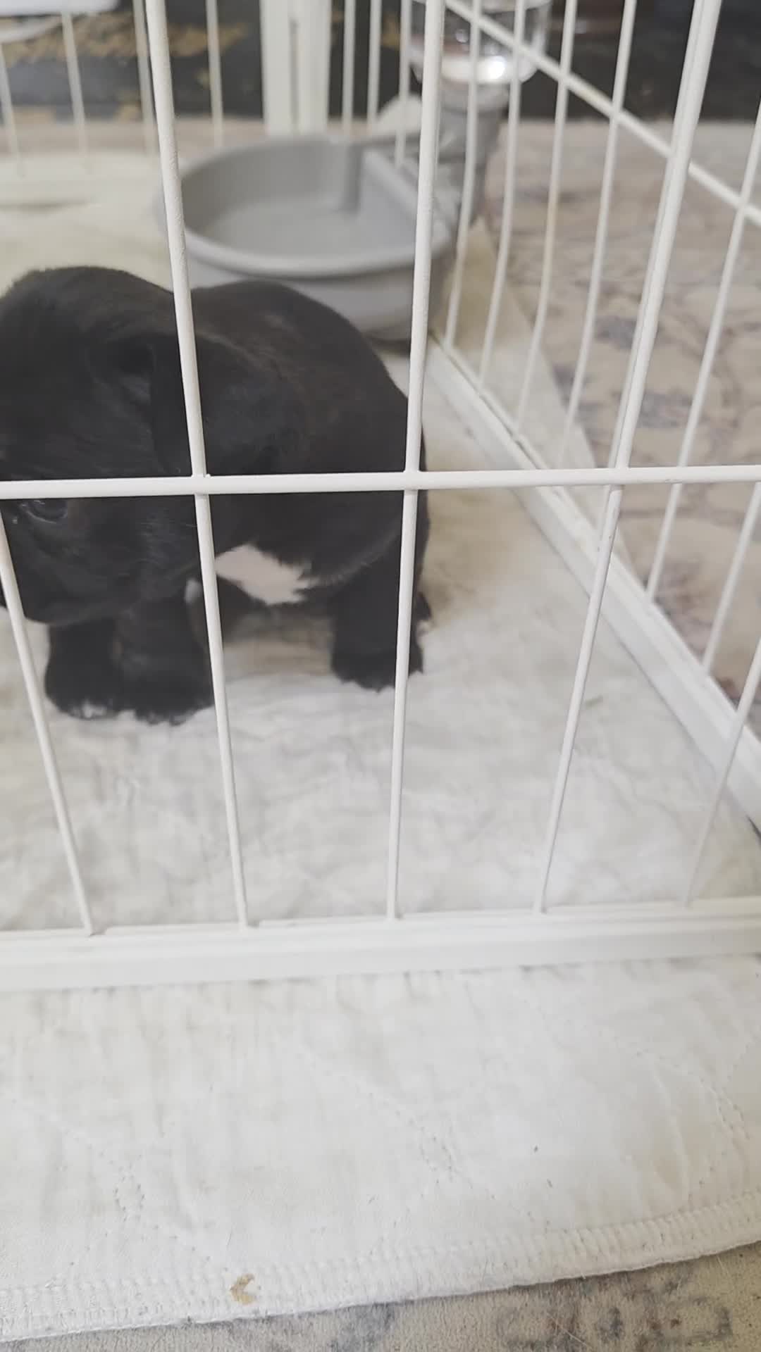 Frenchton dogs for sale: Tiny - Video 1