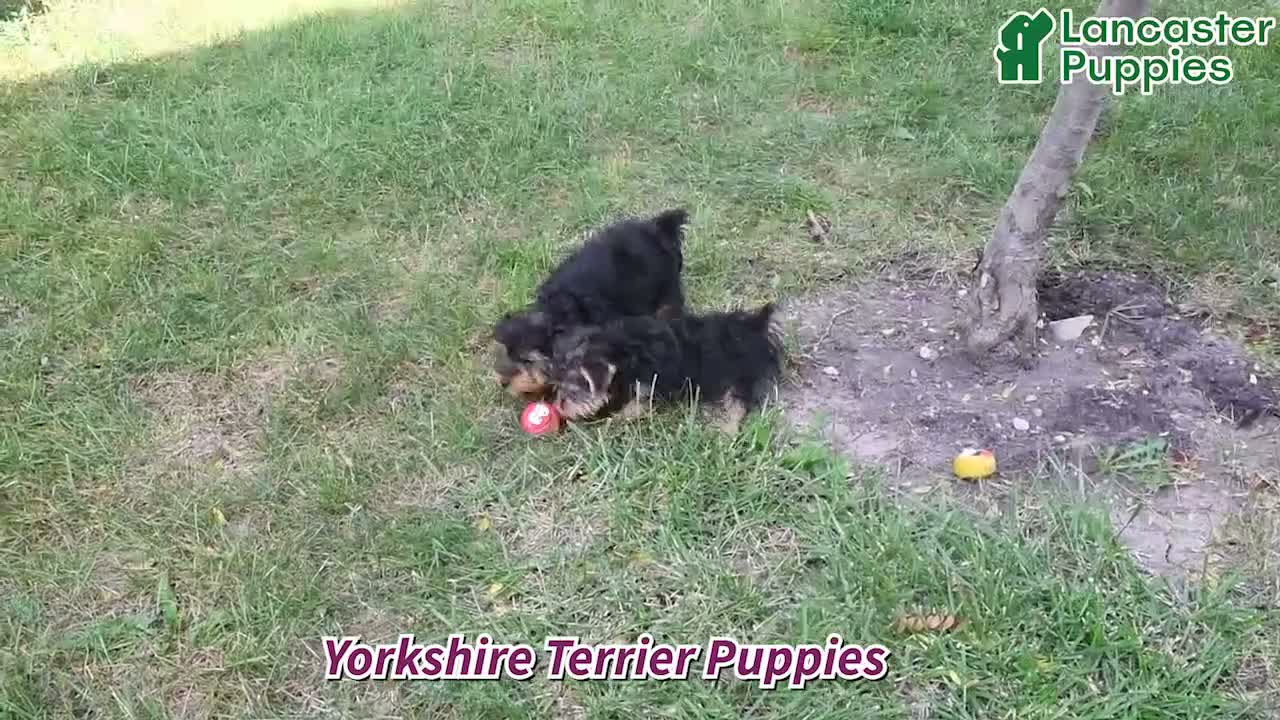 Yorkshire Terrier dogs for sale: Roger - Video 1
