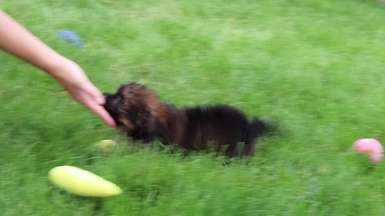 Havapoo dogs for sale: Frankie - Video 1