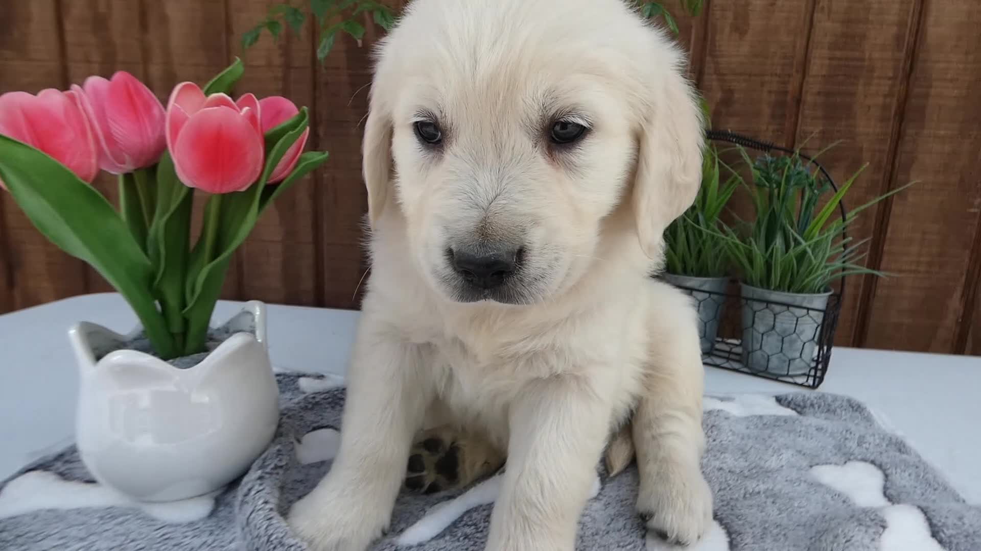 Golden Retriever dogs for sale: Golden Retriever 4 Hunter - Video 1