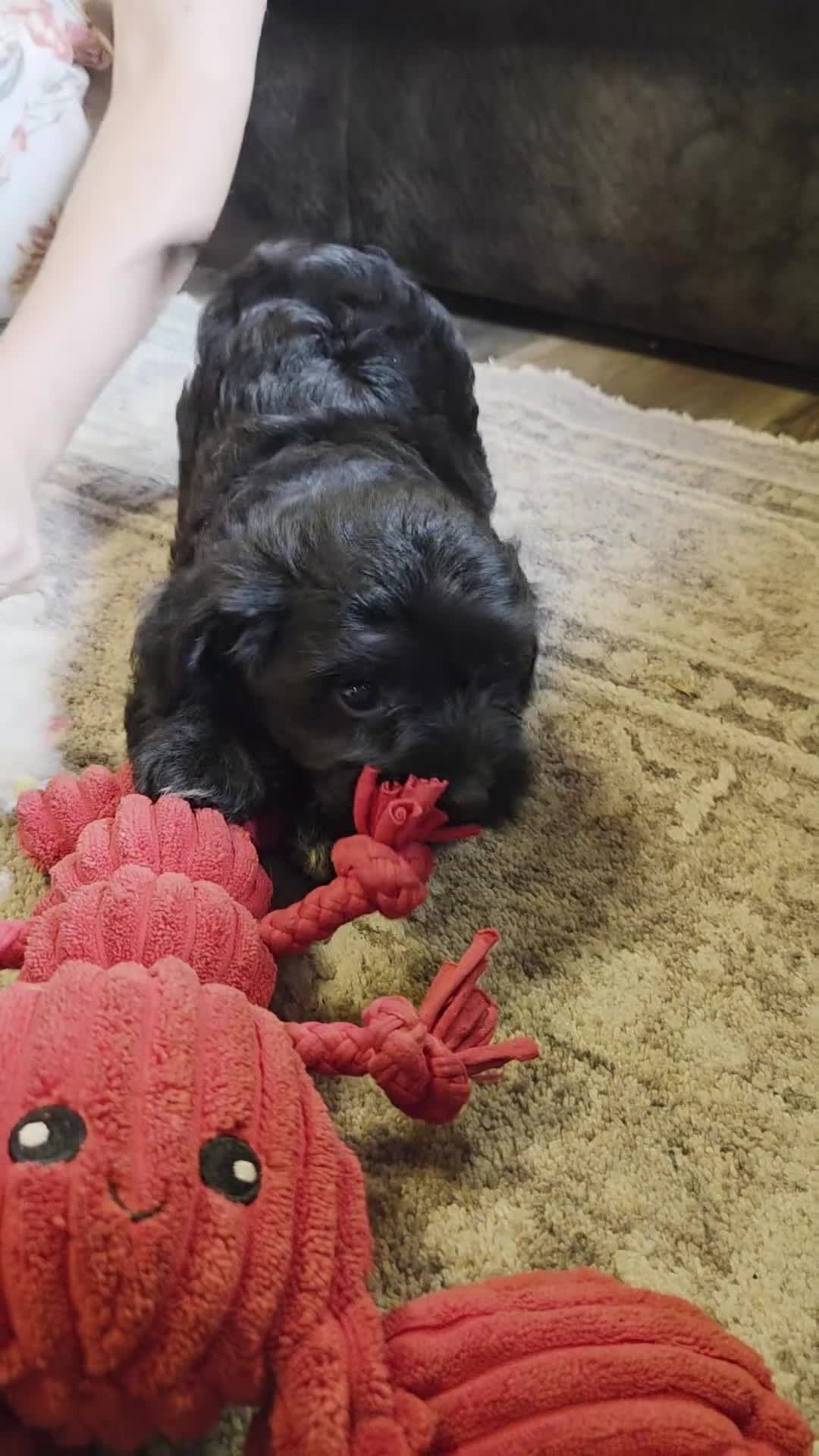 Mini Aussiedoodle dogs for sale: Drakar - Video 2