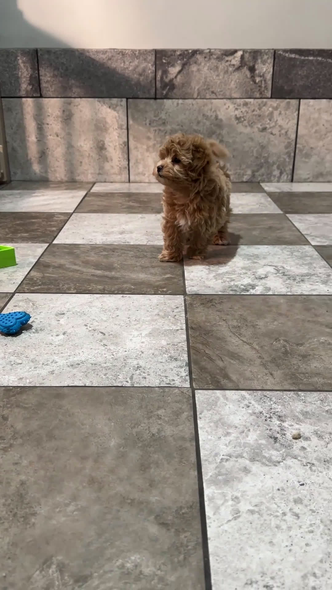 Maltipoo dogs for sale: Skye - Video 1
