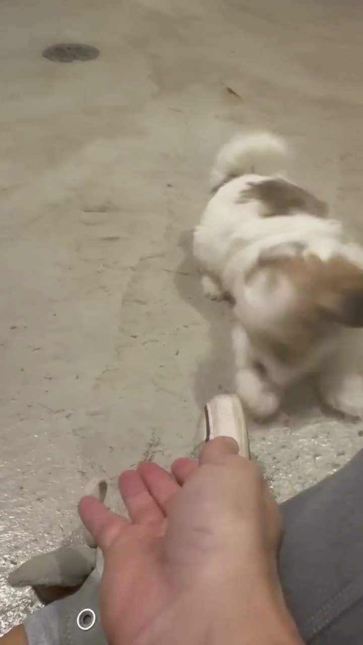 Teddy Bear dogs for sale: Nate - Video 1