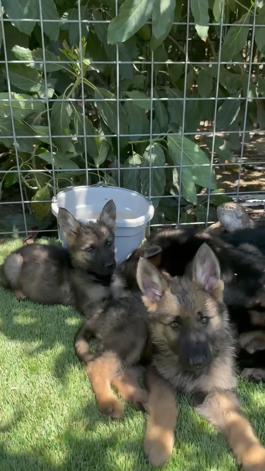 German Shepherd dogs for sale: German Shepherd 4 - Video 1