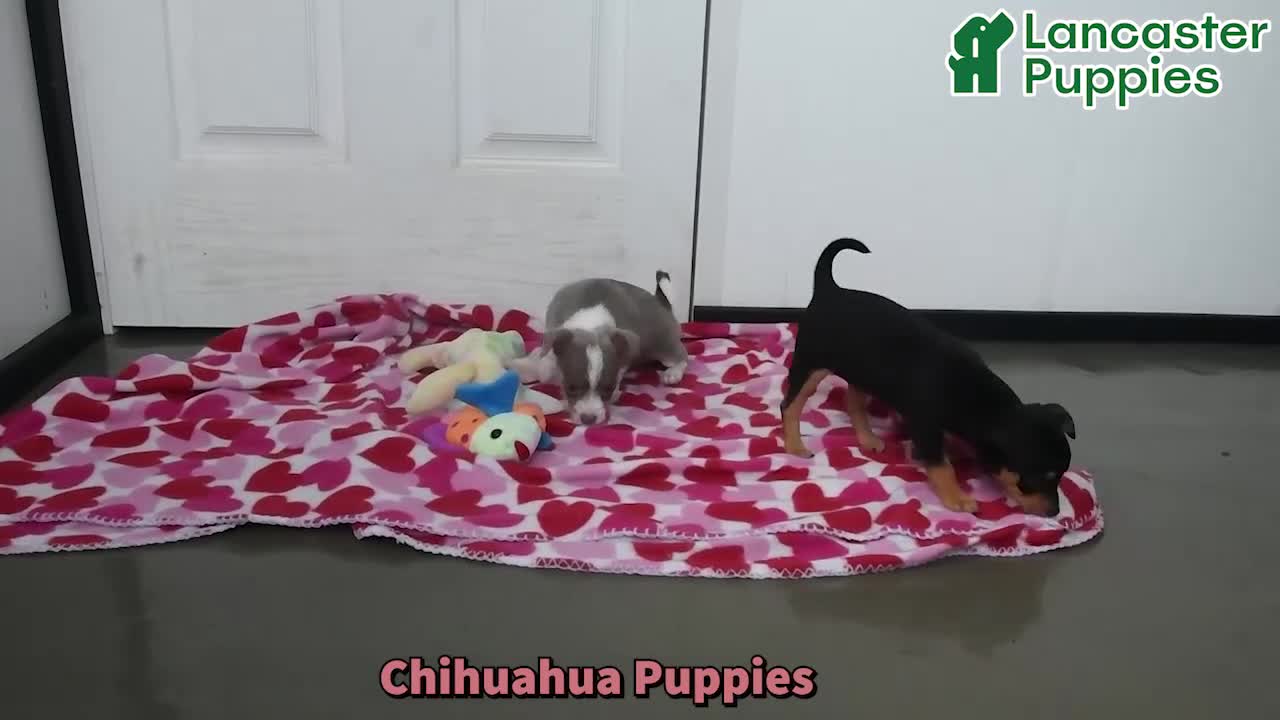 Chihuahua dogs for sale: Jasper - Video 1