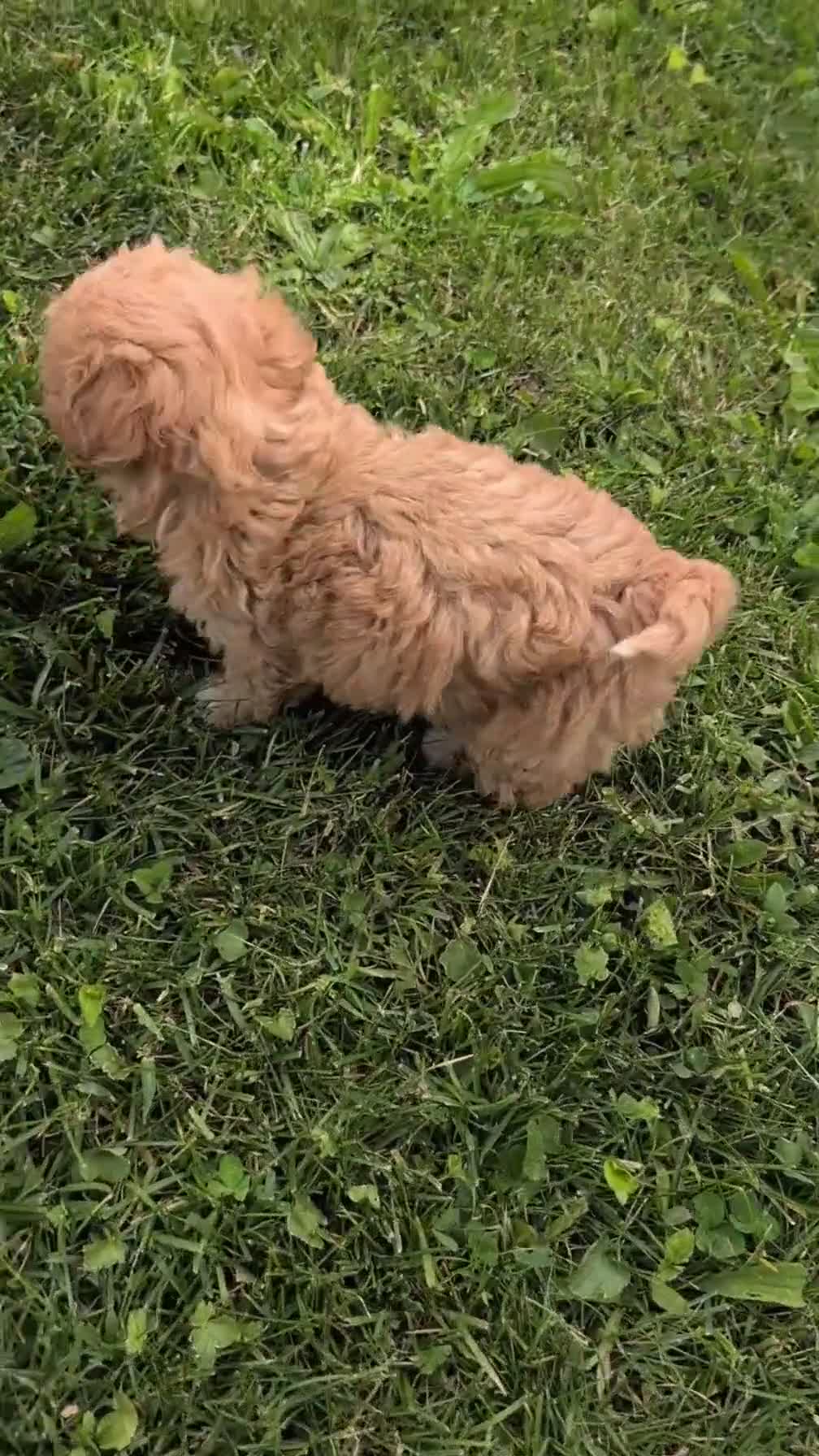 Havapoo dogs for sale: Tara - Video 1