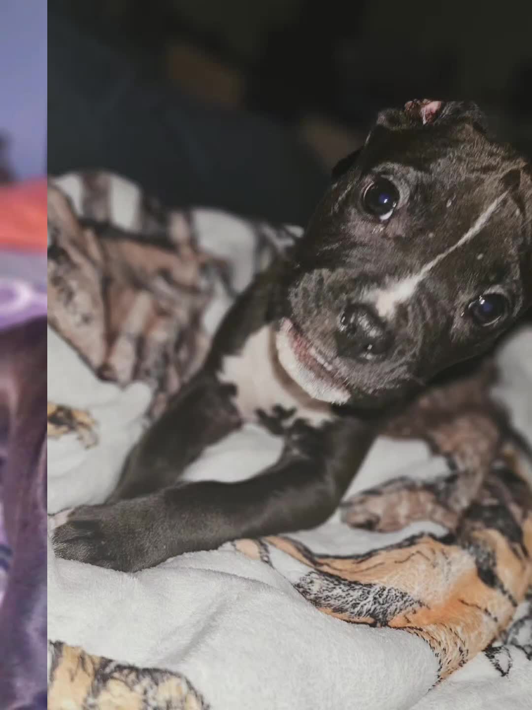 American Pit Bull Terrier dogs for sale: American Pit Bull Terrier - Video 1