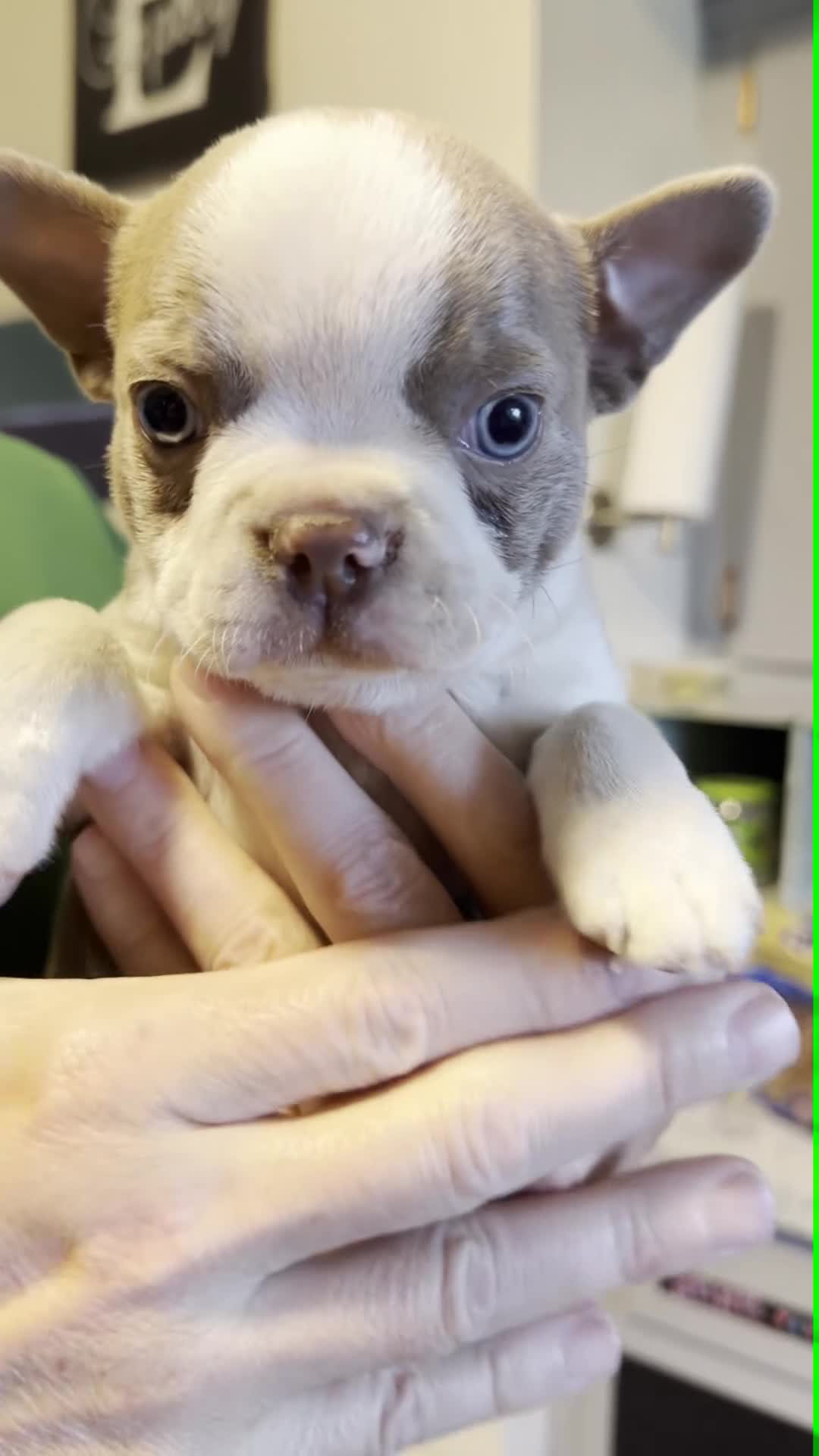 Boston Terrier dogs for sale: AKC Lilac Jere - Video 1