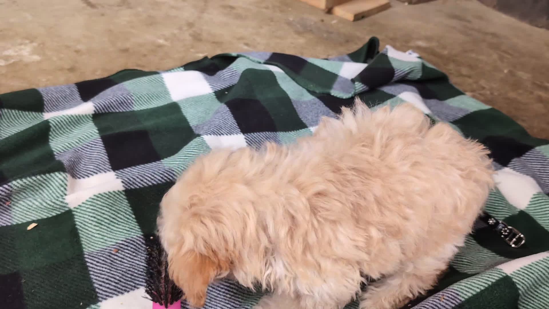 Maltipoo dogs for sale: Fitzgerald 5 lbs Full Grown - Video 1