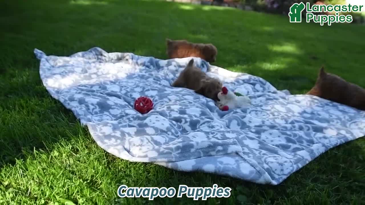 Cavapoo dogs for sale: Peaches - Video 1