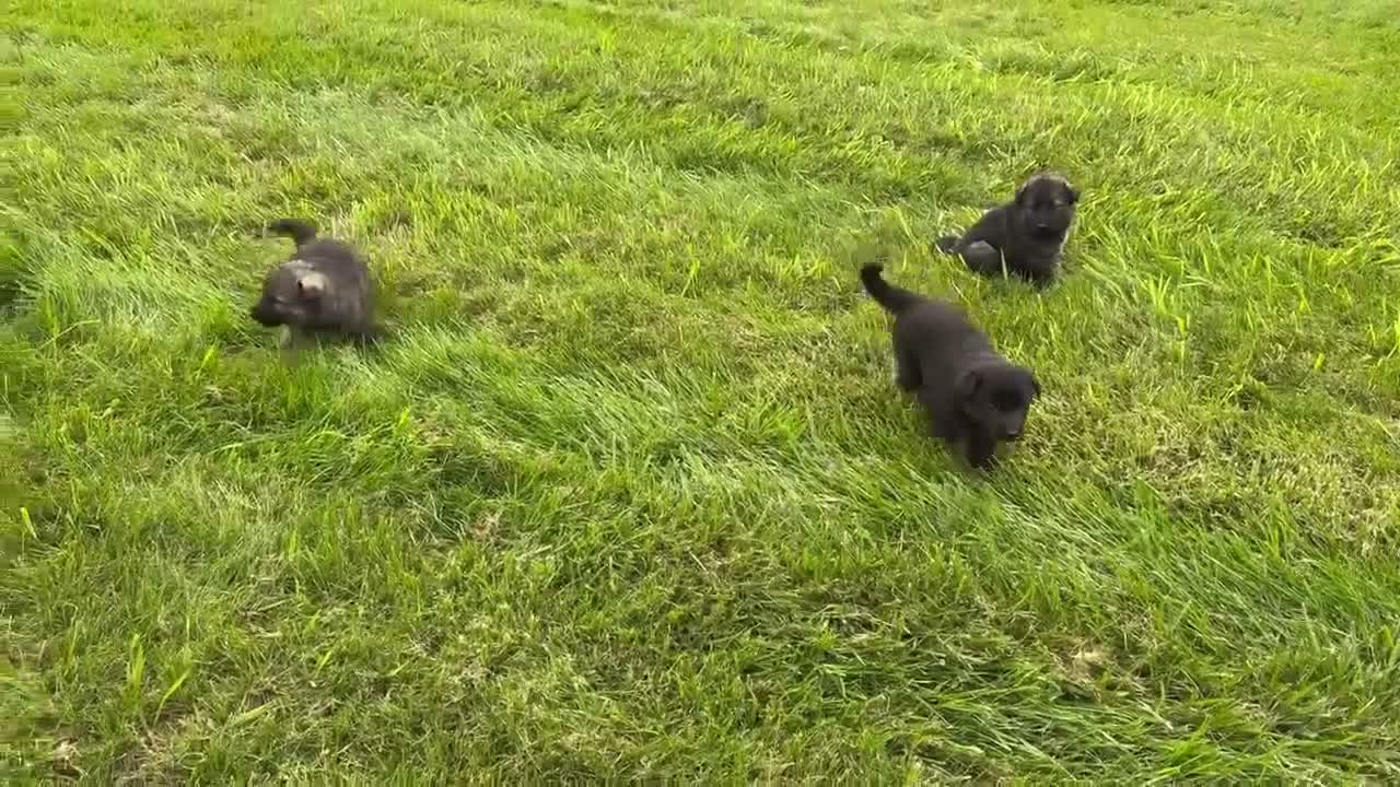 German Shepherd dogs for sale: Black boy with white chest - Video 1