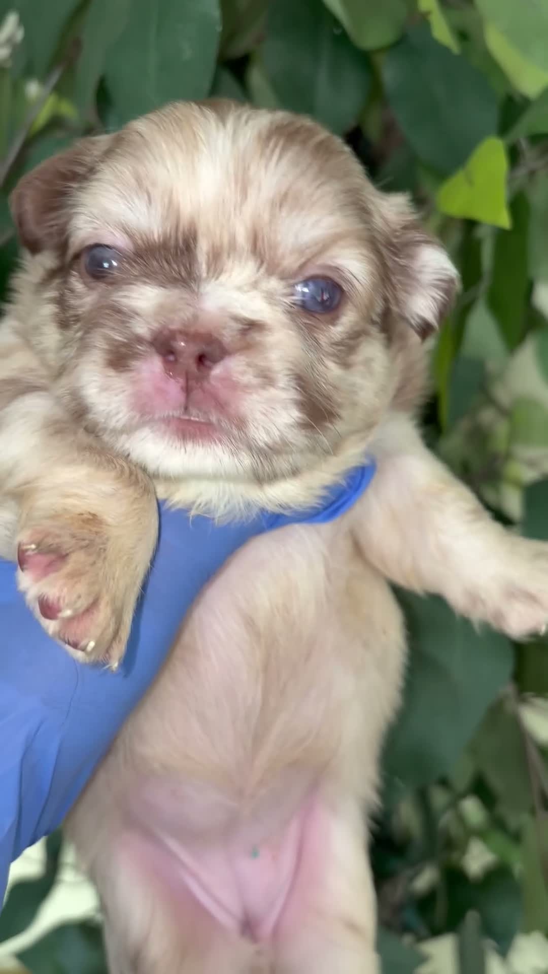 French Bulldog dogs for sale: Fluffy frenchie - Video 2