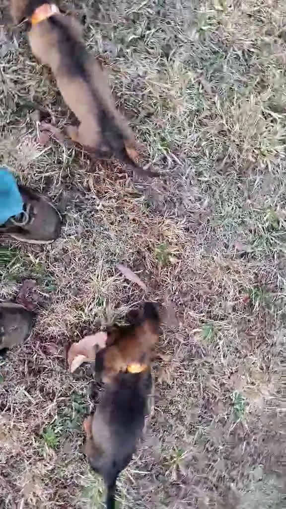 Miniature Dachshund dogs for sale: Miniature Dachshund Puppy 1 - Video 2