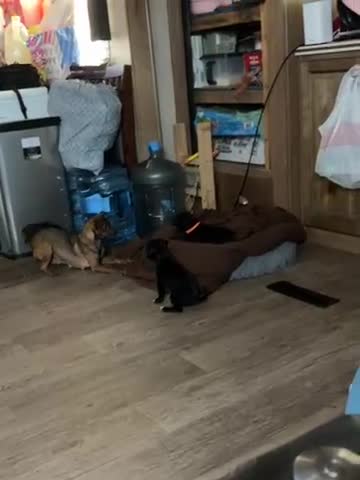 Chihuahua dogs for sale: Chihuahua Puppy 3 - Video 1