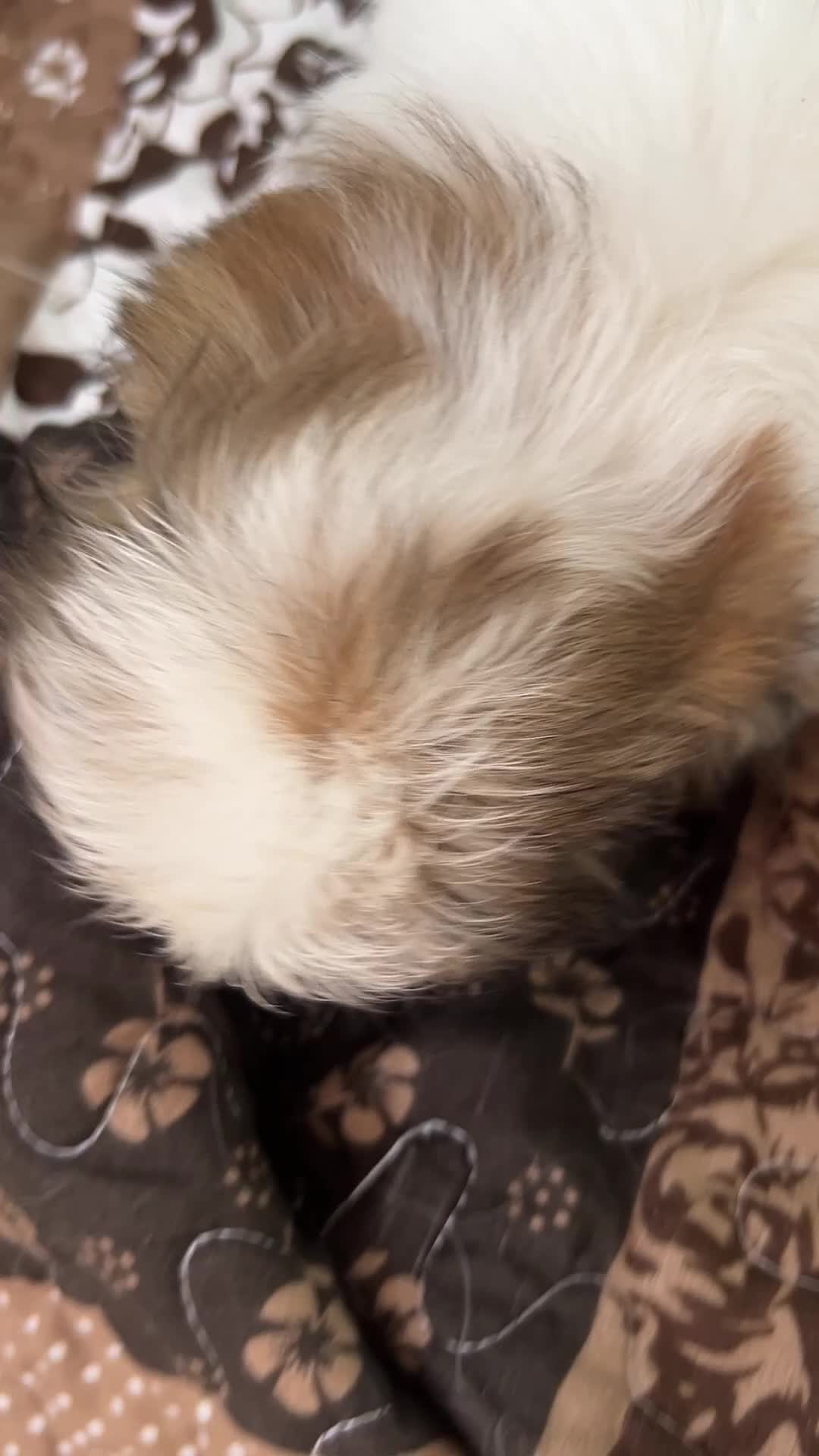 Shih Tzu dogs for sale: Patticake - Video 1