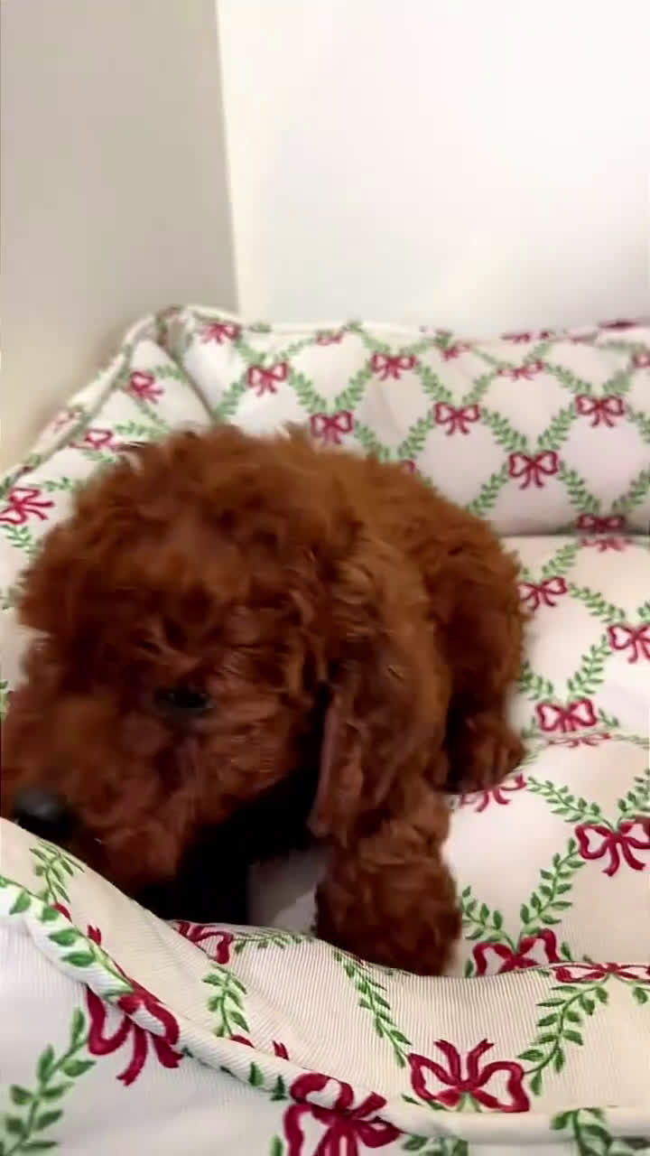 Toy Poodle dogs for sale: Tiny Hermes  - Video 3