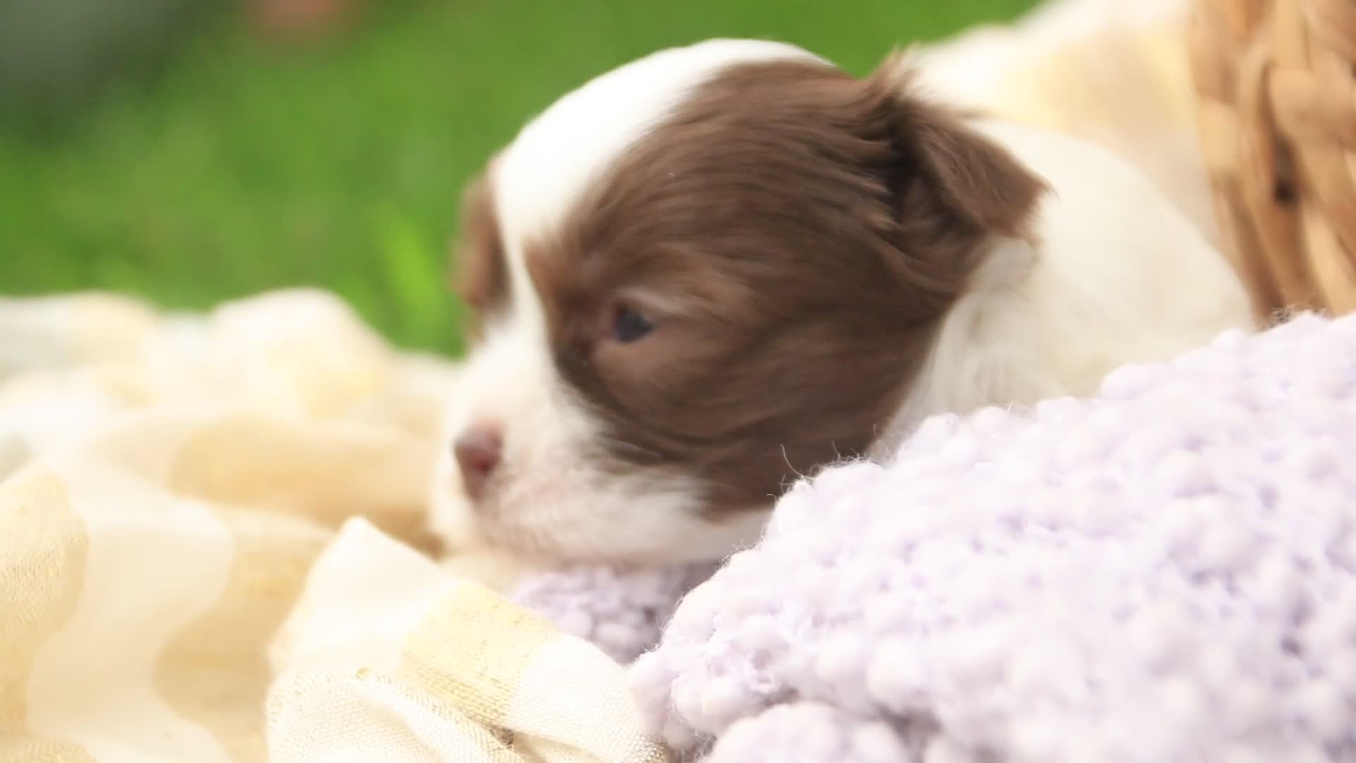 Havanese dogs for sale: Gatsby Havanese  - Video 4