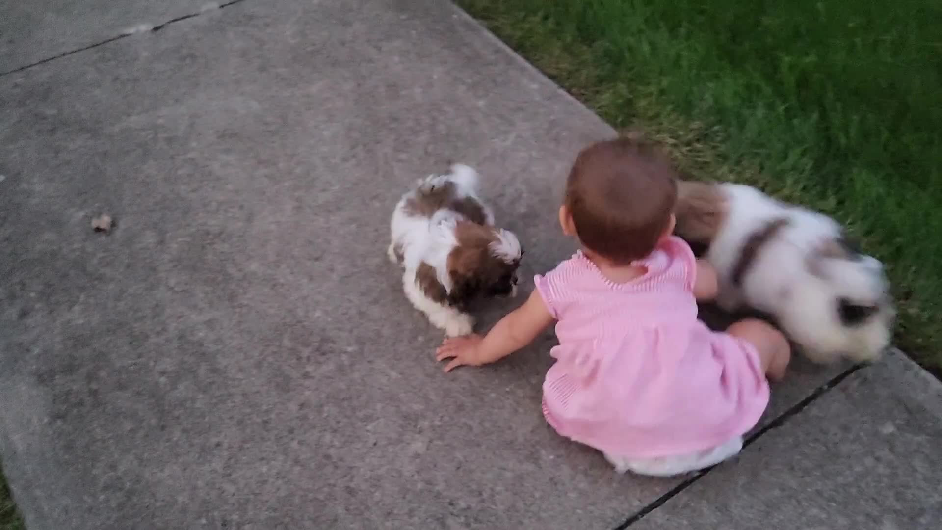 Shih Tzu dogs for sale: Biscuit - Video 2